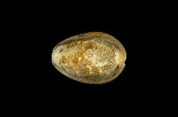 藏品(雪山寶螺)的圖片